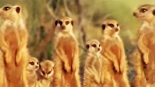 Meerkat Family in Africa  BBC Studios [upl. by Ycam]