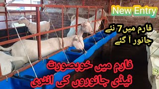 Alhumdulilah New Entry ll New Entry 7 Goats ll Farm Main New 7 Goats ki Entry ll Teddy Goat Farm ll [upl. by Atinoj]