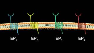 Prostaglandin E2 in Gastric cancer  Animated Atlas of Breast and Gastric Cancer [upl. by Arno]