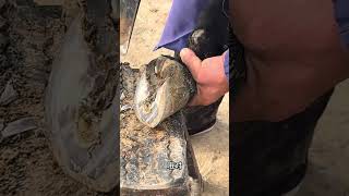 Wonderful Donkey Hoof Trimming Video shorts hoof [upl. by Spanjian]