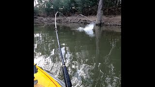 Metre Murray Cod on Barambah Bidjiwong in kayak [upl. by Razal]