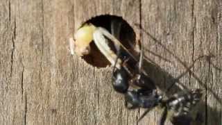 Camponotus vagus Fütterung Wüstenheuschrecke [upl. by Bobbette]