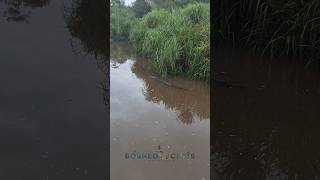 Naik Kapal di Sarang Buaya Tanjung Puting shorts predator buaya [upl. by Biondo]