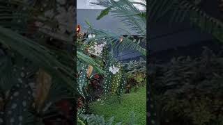 Sky Garden beautiful flowers magnificient place youtubeshorts [upl. by Anitrak916]