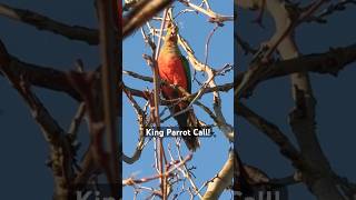 Wild King Parrot Calls for Mate 💖🦜🦜🦜cute parrot love call [upl. by Nodnal795]