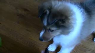 Sheltie Puppy Barks [upl. by Sirroned]