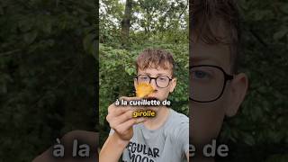 Cueillette de girolles 🍄🌳girolles chanterelles champignons cueillette champignonscomestibles [upl. by Alimhaj]