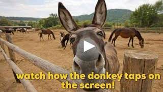 International Donkey Week  Raising awareness for Donkeys [upl. by Pontias]