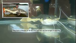 Redtail Catfish freshwateraquariumfish rivers monsterfishtank shortsvideo [upl. by Aihsetal]