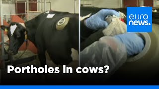 Swiss made cows fitted with portholes in stomach to test digestion  euronews 🇬🇧 [upl. by Tate552]