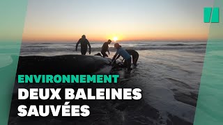 En Argentine de plus en plus de baleines échouées sur les plages inquiètent [upl. by Curson]