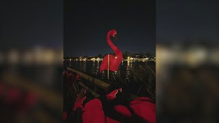 Spanish Town Parade Flamingos [upl. by Naik237]