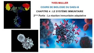 Chapitre 4  2ème Partie  La réaction immunitaire adaptative  Cours de Biologie du DAEUB [upl. by Svirad]