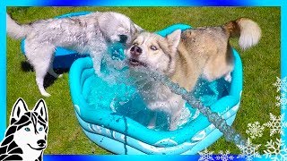 HUSKY SPLASH DAY  SIBERIAN HUSKY POOL PARTY TIME [upl. by Eimat]