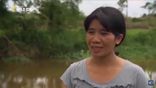 Documentary Buaya Terbesar di Dunia LOLONG  NATIONAL GEOGRAPHIC WILD [upl. by Gierk108]