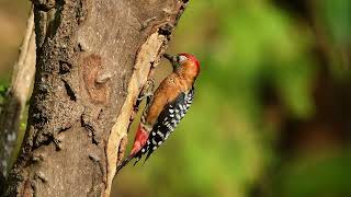 棕腹啄木鳥 Rufousbellied Woodpecker part 2 [upl. by Dragoon496]