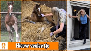 Veulentje op stal geboren  winnaar winactie  PaardenpraatTV [upl. by Airtened]