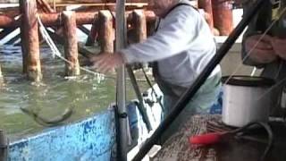 COMMERCIAL FISHING FOR POMPANO ON A OIL RIG [upl. by Aveline]