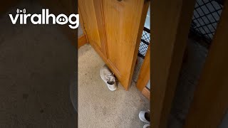 Orange Cat Tries to Grab Shoe From Under Door  ViralHog [upl. by Stafford]