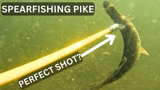 Spearing Pike In Murky Water Quality Isnt Great [upl. by Raskin]