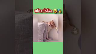 Funny Cats Super Videos 🎭😂 shortvideo funnycats [upl. by Gnof635]