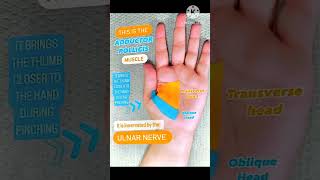 Muscle of hand  Adductor Pollicis ✋ mbbs shorts viralvideo viralvideo [upl. by Nnylf182]