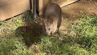 笑って見える？クオッカが見られるのは埼玉県こども動物自然公園 11月3日 [upl. by Block569]