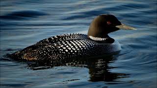 Common Loon  Gavia Immer Song [upl. by Intruoc417]