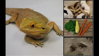 How to Feed Your Bearded Dragon [upl. by Norehs]