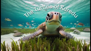 The Turtles of Kuredu [upl. by Neeham]