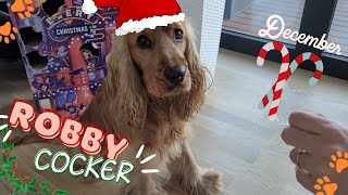 🐶 Dog Drooling 🐾 Basic commands for sweets 🐕 Dog Advent Calendar 🎅 English Cocker Spaniel  Robby [upl. by Leonore]