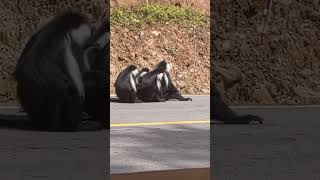 Colobus monkey grooming is funny 🤣😂 [upl. by Onibas]