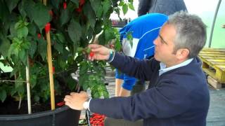 Picking 2407 chillies off a Dorset Naga plant [upl. by Imoian]