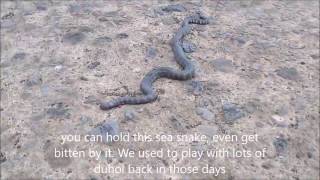 Duhol Sea Snake of Laguna de Bay [upl. by Nilesoj]