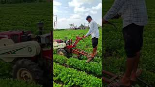 Power Tiller Se Kheti 🔥 Farming agriculture satisfying shot farmer farmlife [upl. by Nail]