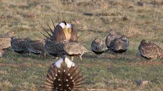 Greater Sage Grouse Strut Display Dance and Sounds [upl. by Klusek]