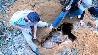 was horrified to discover a group of giant king cobras curled up in a dark cave [upl. by Korman184]