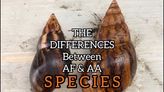 THE DIFFERENCE BETWEEN ACHATINA FULICA AND ACHATINA ACHATINA roovisionsnailfarm [upl. by Kemeny]