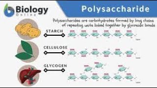 poly saccharides [upl. by Llennahs]