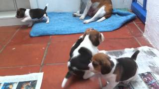 Chiots beagle qui jouent [upl. by Assirahc881]