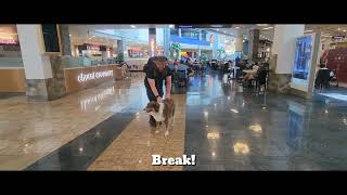 Australian Shepherd Dog Training  Bear  Santa Monica CA [upl. by Euqinwahs]