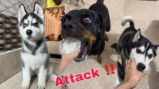 Rottweiler vs Husky Fight for Icecream  Dog Can Talk part 288  Dog  Review Review reloaded [upl. by Etnaid714]