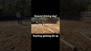 Working with my yearling ground driving and bitting up [upl. by Otha654]