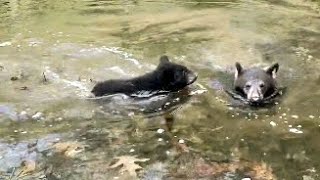 Baby bears swimming in muddy water shorts  bear [upl. by Sonaj825]