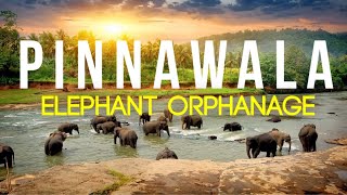 Pinnawala Elephant Orphange  A must visit place in Srilanka Baby elephants [upl. by Scevour]