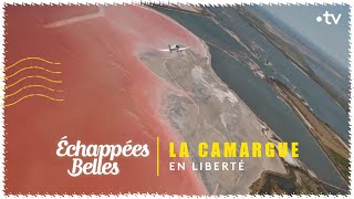 La Camargue en liberté  Échappées belles [upl. by Ubana]