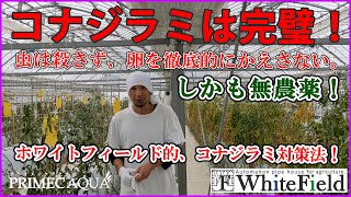 4年目トマト、想定外のいきなりのピンチ！～無農薬でコナジラミを撃退する「コスメ」！？～ [upl. by Iverson]