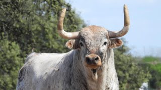 EMBARQUE DE LOS TOROS DE SOBRAL PARA LA FERIA DE CERET 2024 [upl. by Nodla]