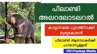 Peelandi സിംഹ ഗർജ്ജനം മുരുകേശനെ കുറിച്ച് ആരാധകർ Elephant story VM Pradeep Media Kerala Elephant [upl. by Sivehc950]