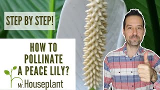 How to Pollinate a Peace Lily Step by Step [upl. by Nivonod395]